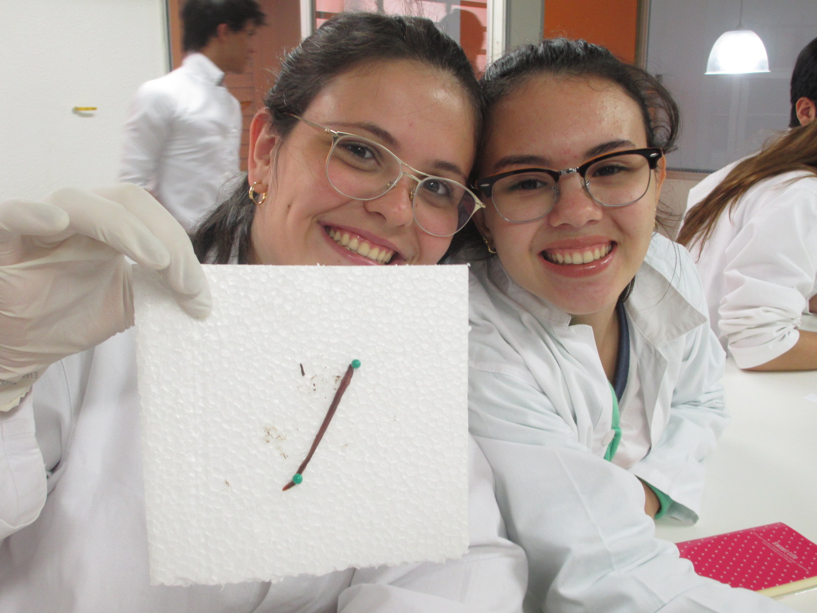  Morfologia de Anelídeos