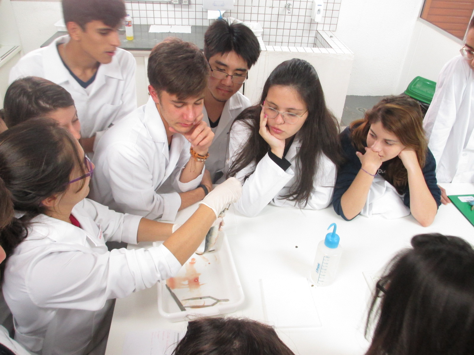 Anatomia interna e externa do peixe